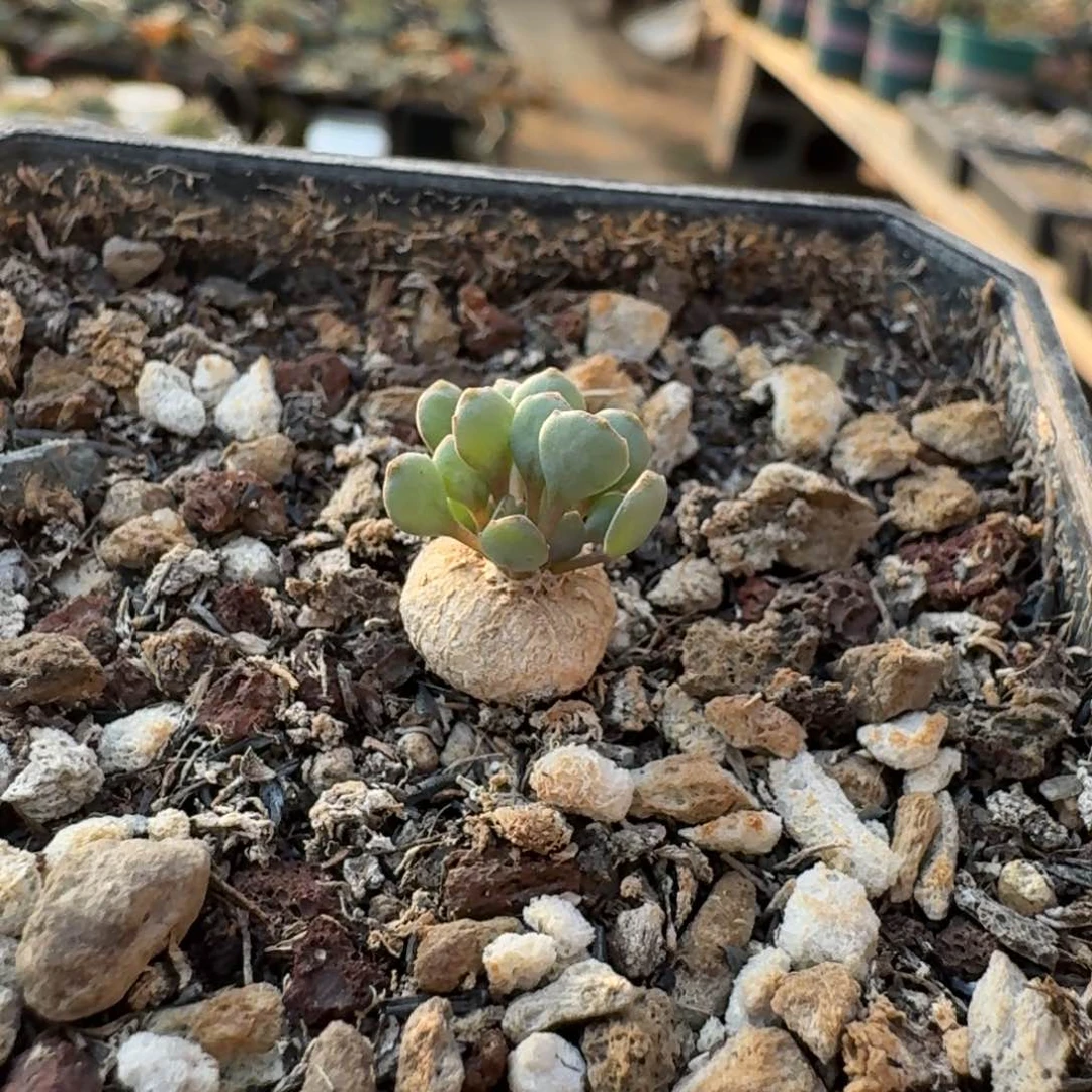 熔岩圆叶格加厚敦菊