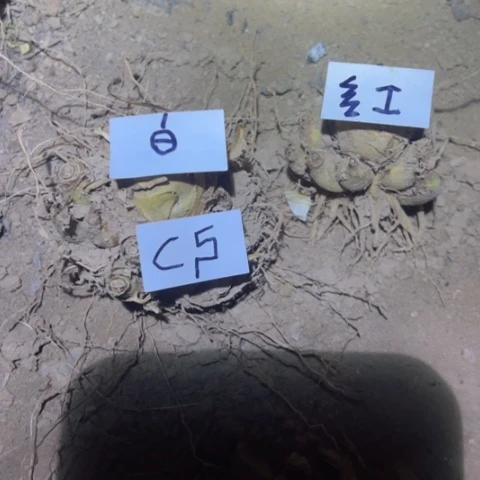 C5晚香玉白重紫重两颗25