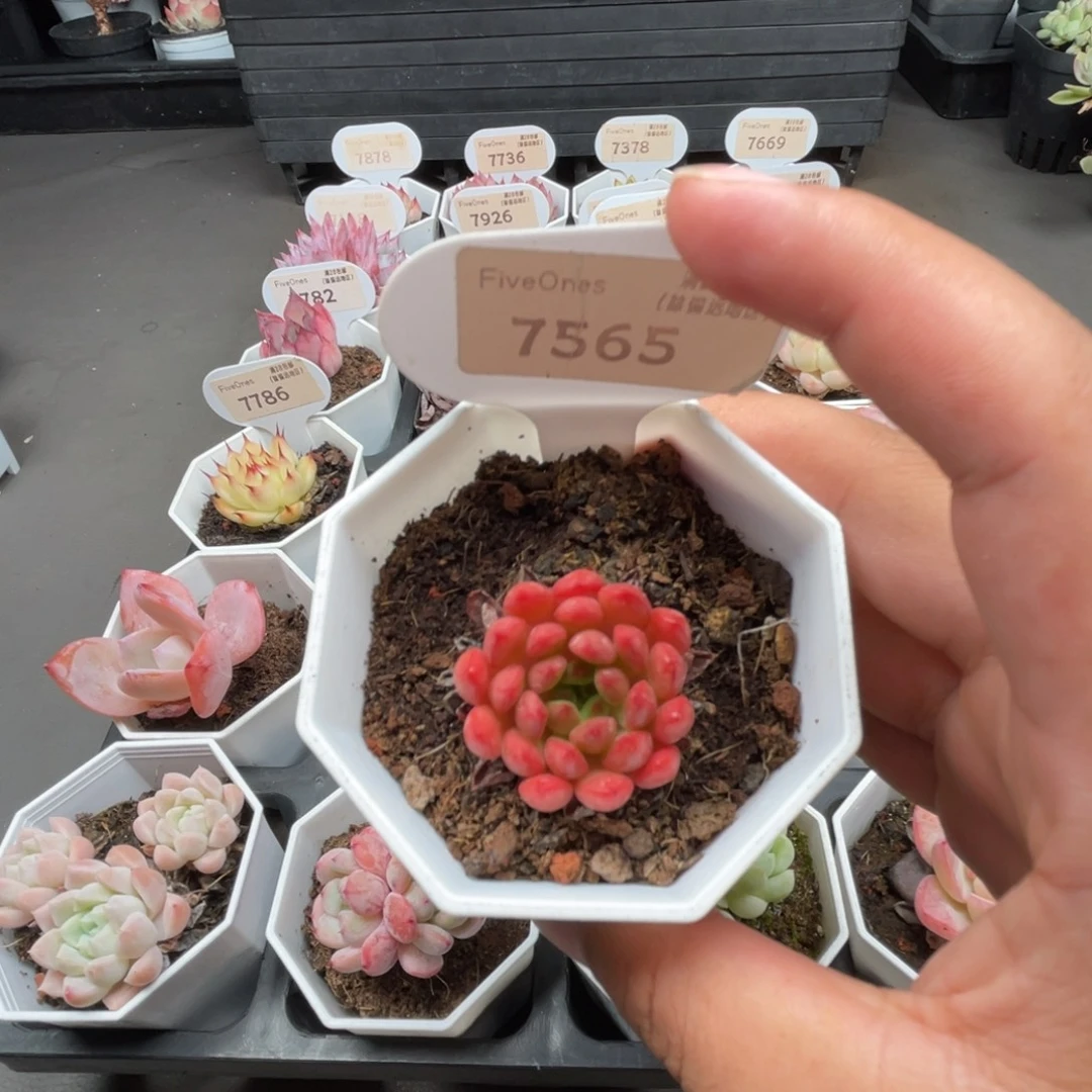 7565红宝石3.5厘米