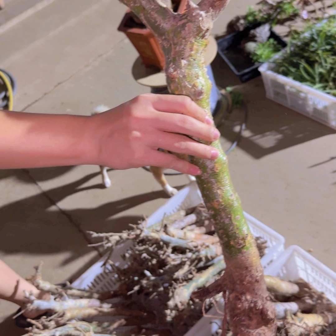 M****n块根植物块根植物