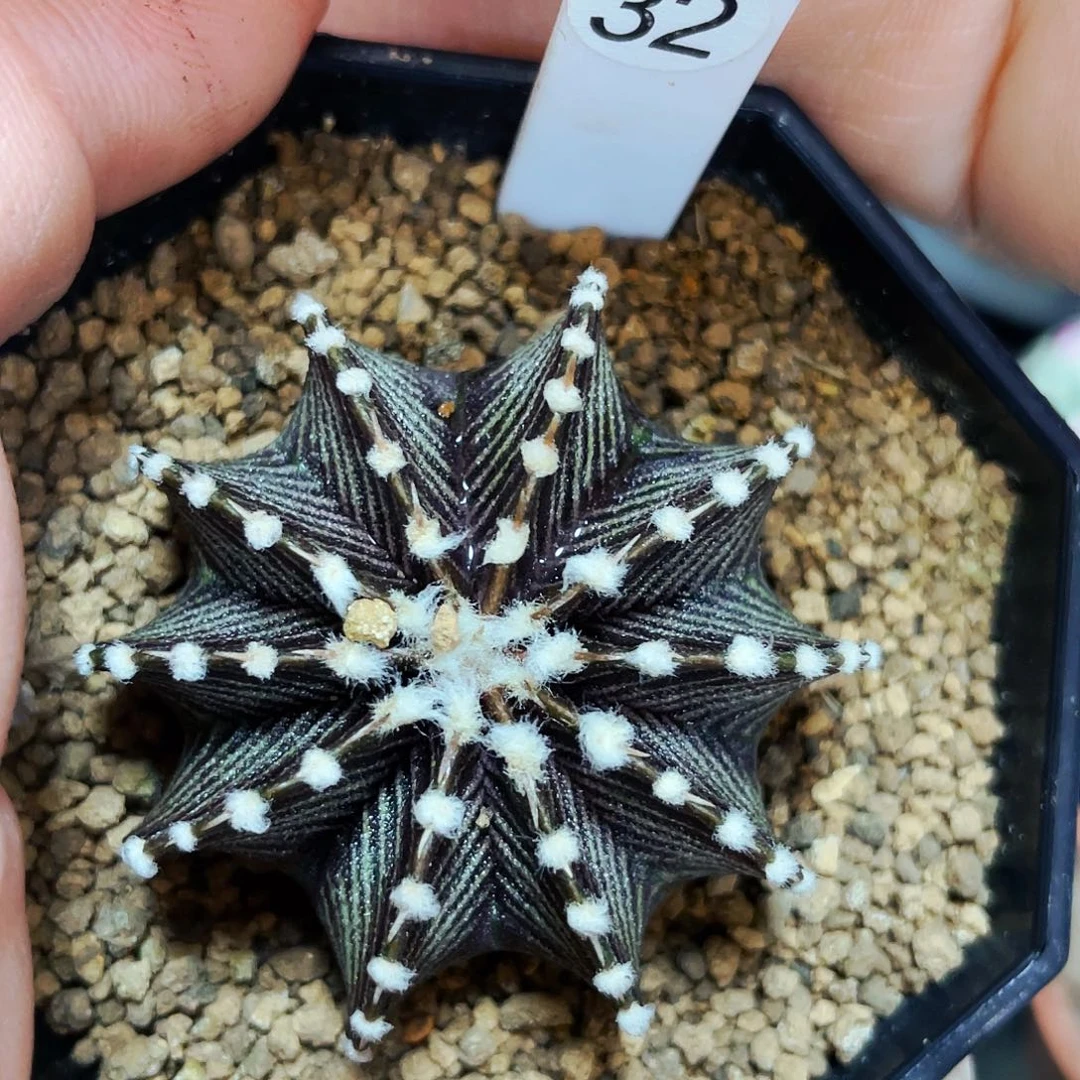 玉*非偏远地区满25包邮仙人球