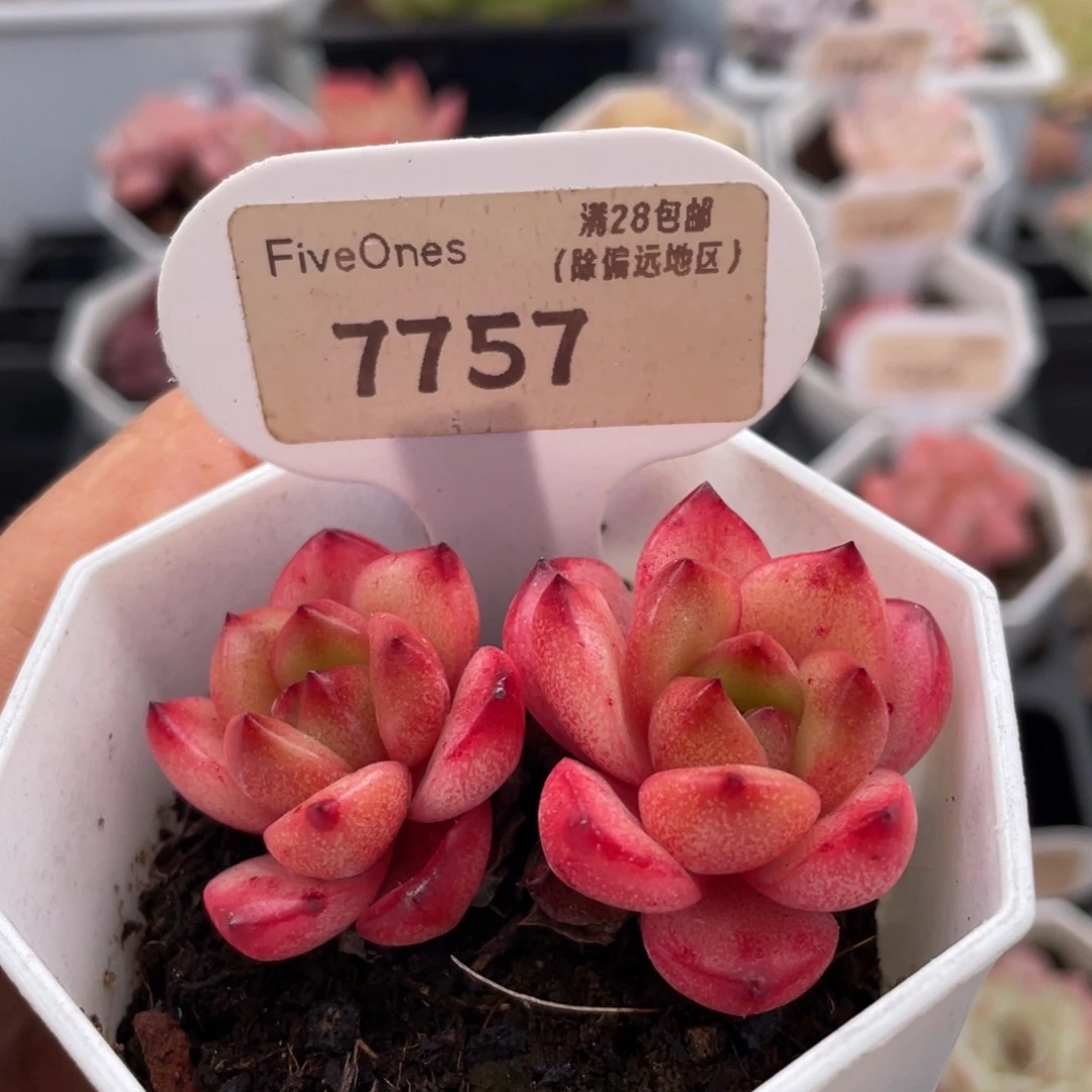 TM7757-5.5厘米左右