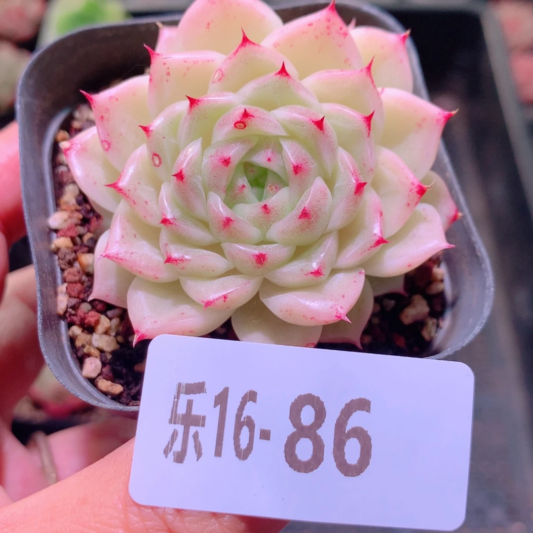 乐然16-86 麦秆 不包整