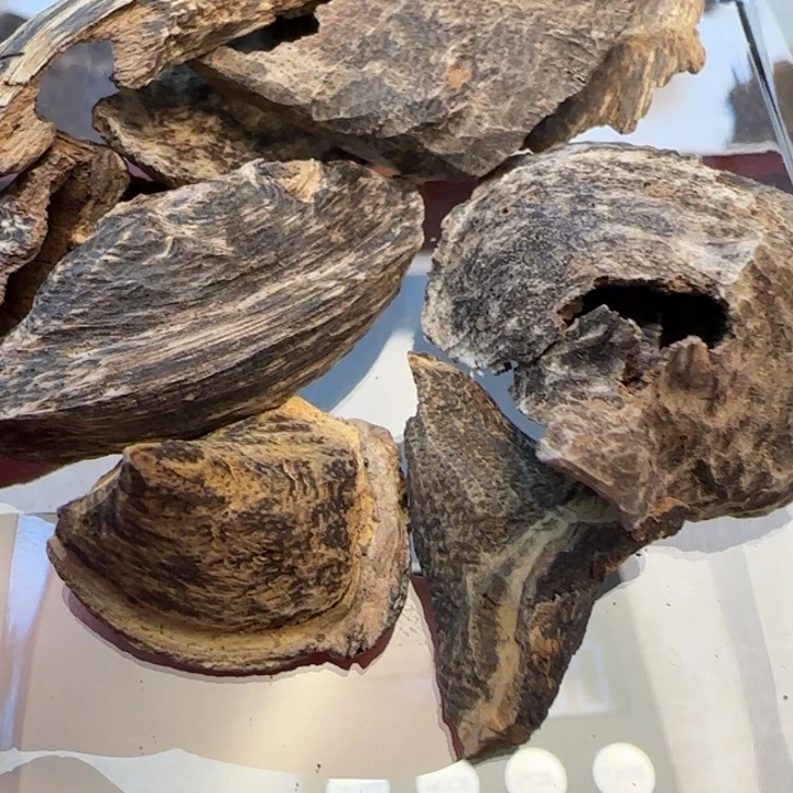 摆件沉香海南窑藏壳子8克