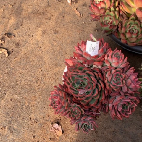 明***好1389佛洛瑞多肉