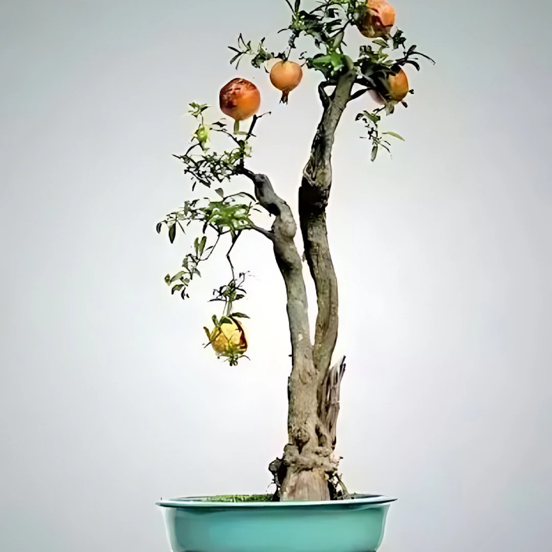 大红袍石榴树老桩盆栽可地栽用于室内外庭院观赏南天竹绿植绿植