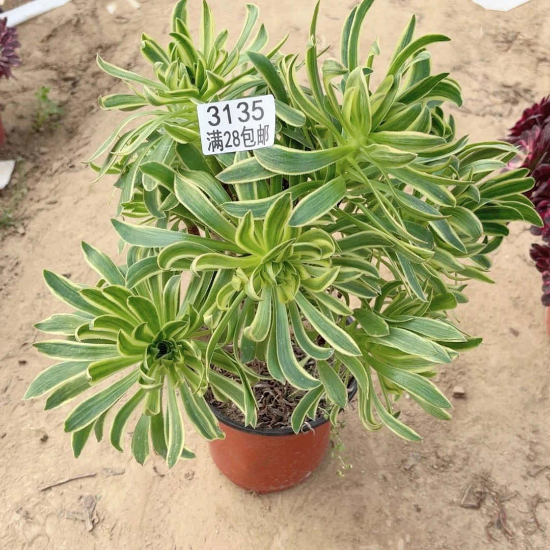 开*果3135虞姬多肉11111111