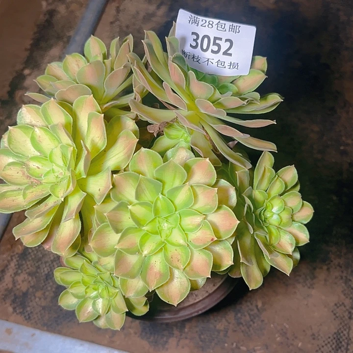 虹***3052韶华多肉植物保护