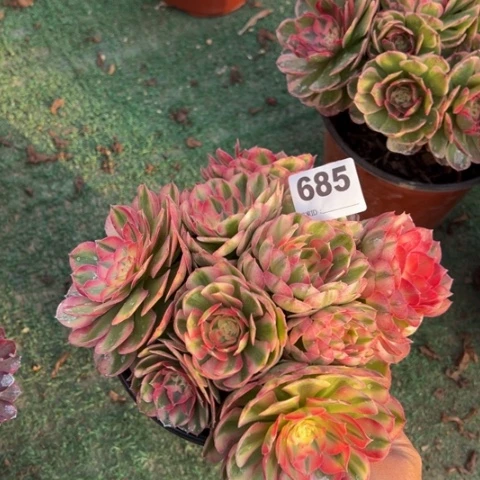 685荔枝多肉植物，