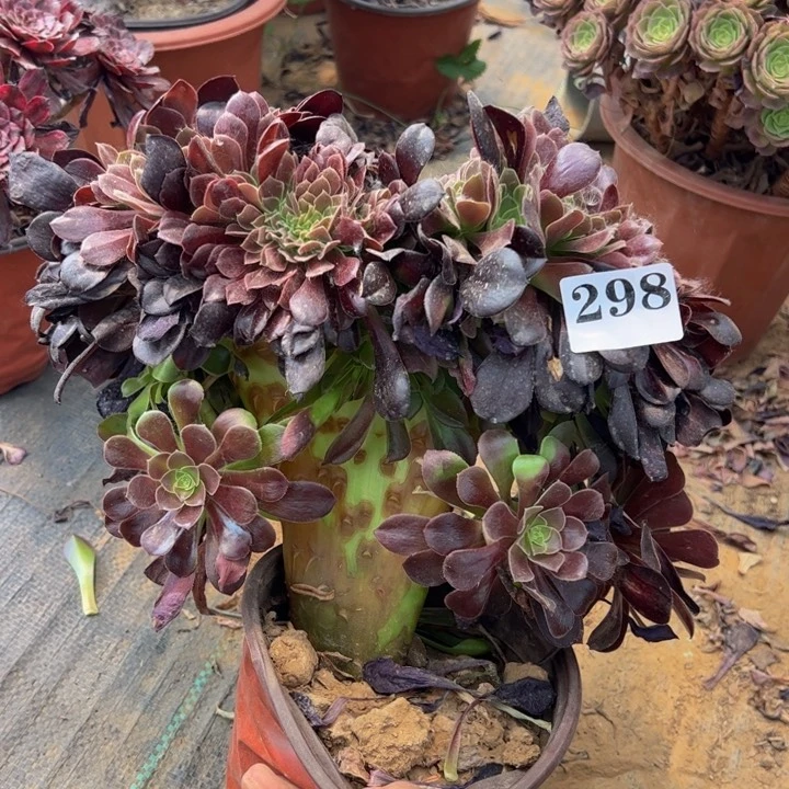微瑕欧缀多肉植物298