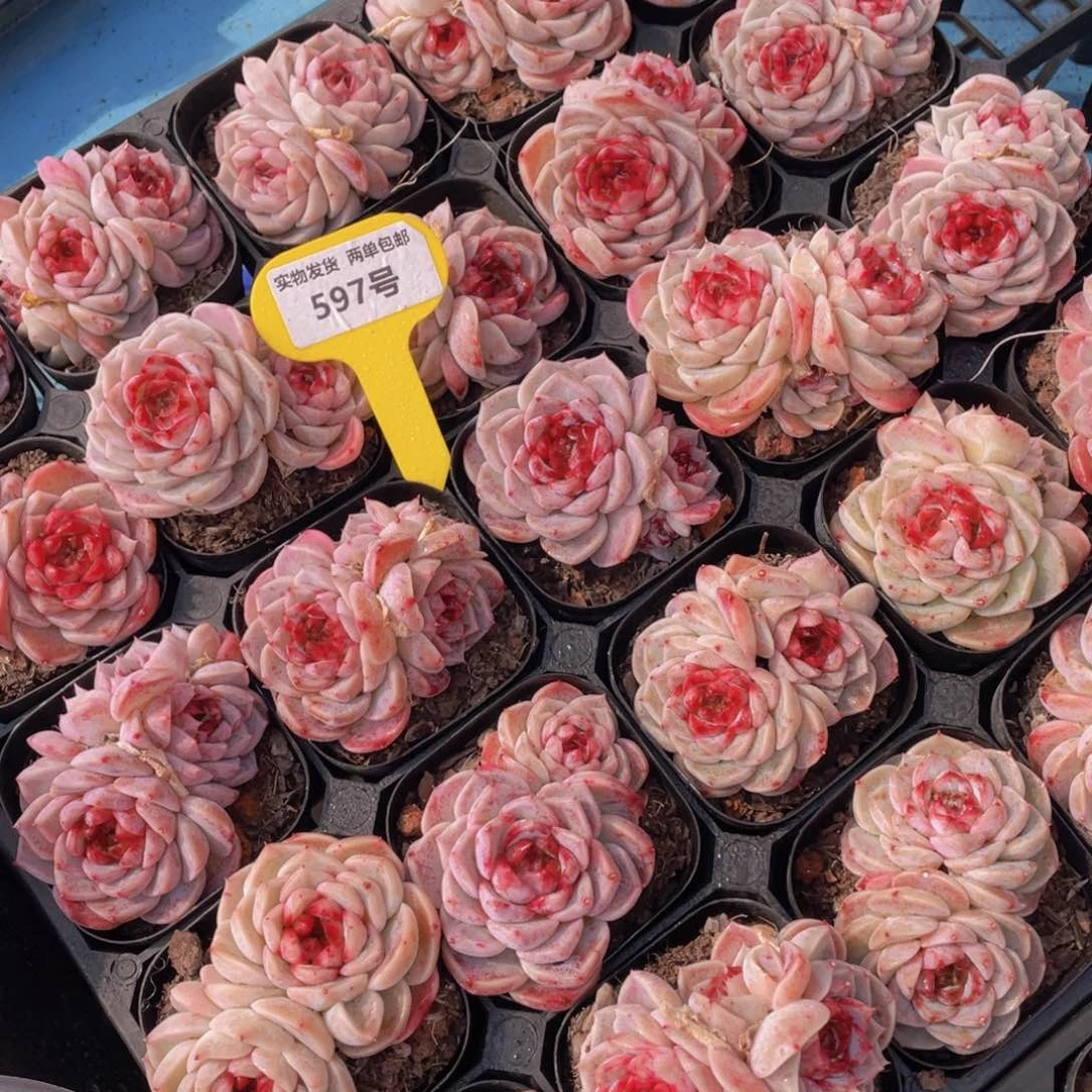 597号红丝绒糖心天鹅绒双头一个