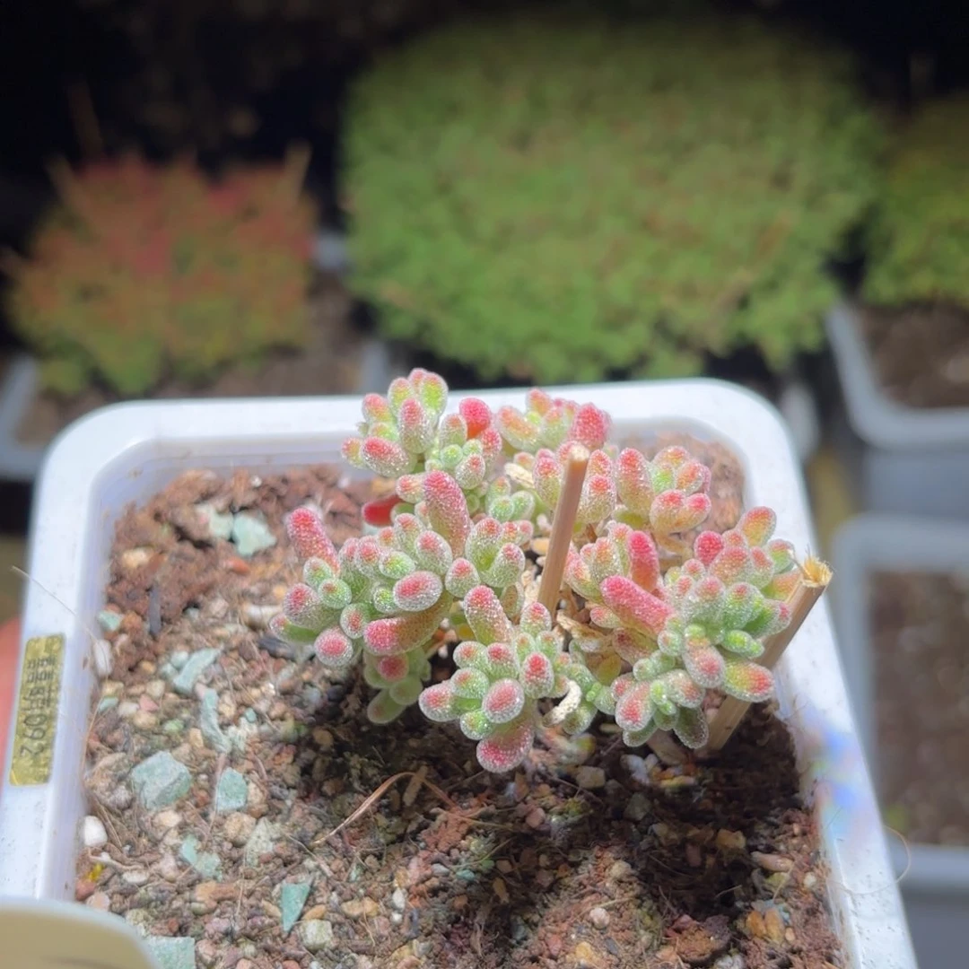 .****.枝干番杏冰晶G188