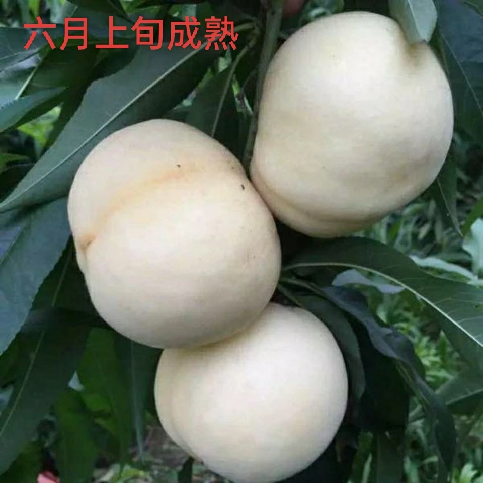 嫁接白玉一号桃树苗南北方种植果树苗盆栽地栽养死包赔