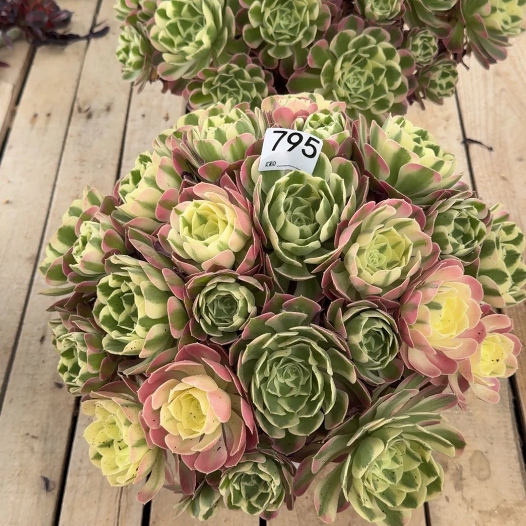 795白凤多肉植物