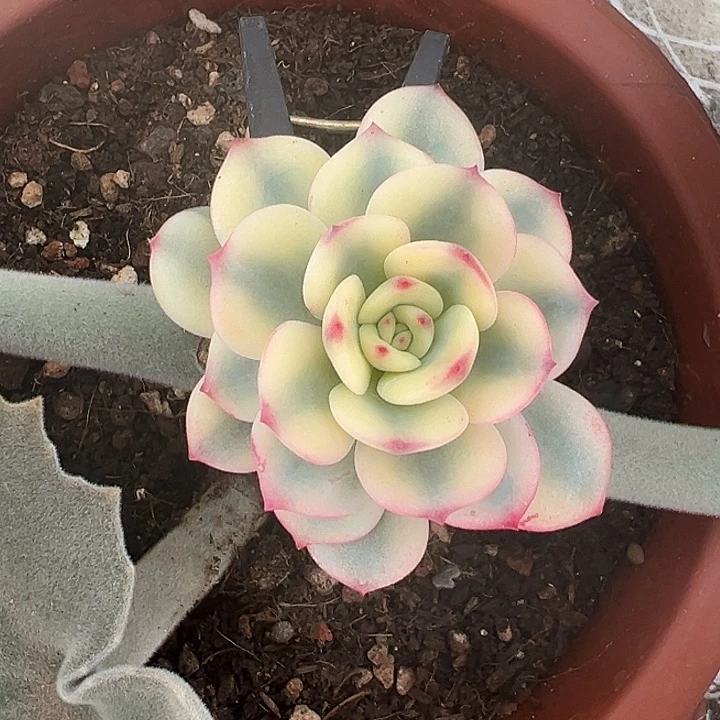 三文鱼锦多肉植物