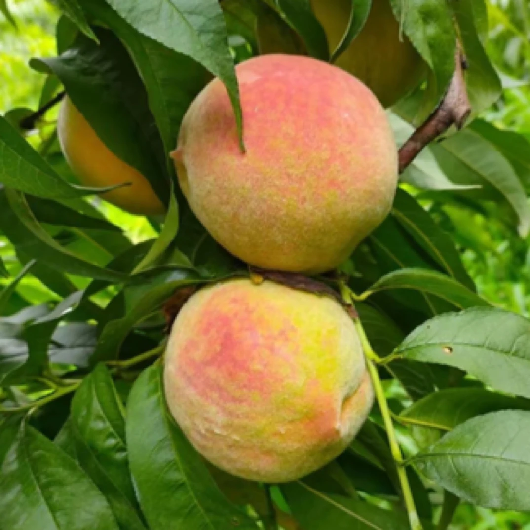 黄桃产地平谷黄桃同城送北京市