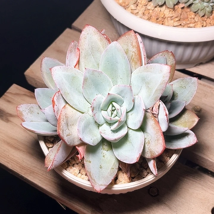 布鲁兰12号码牌子的