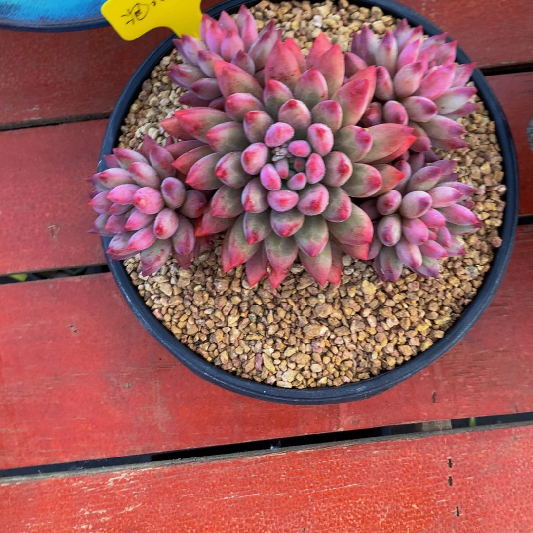 胖体如烟美人多肉植物哈哈哈哈哈