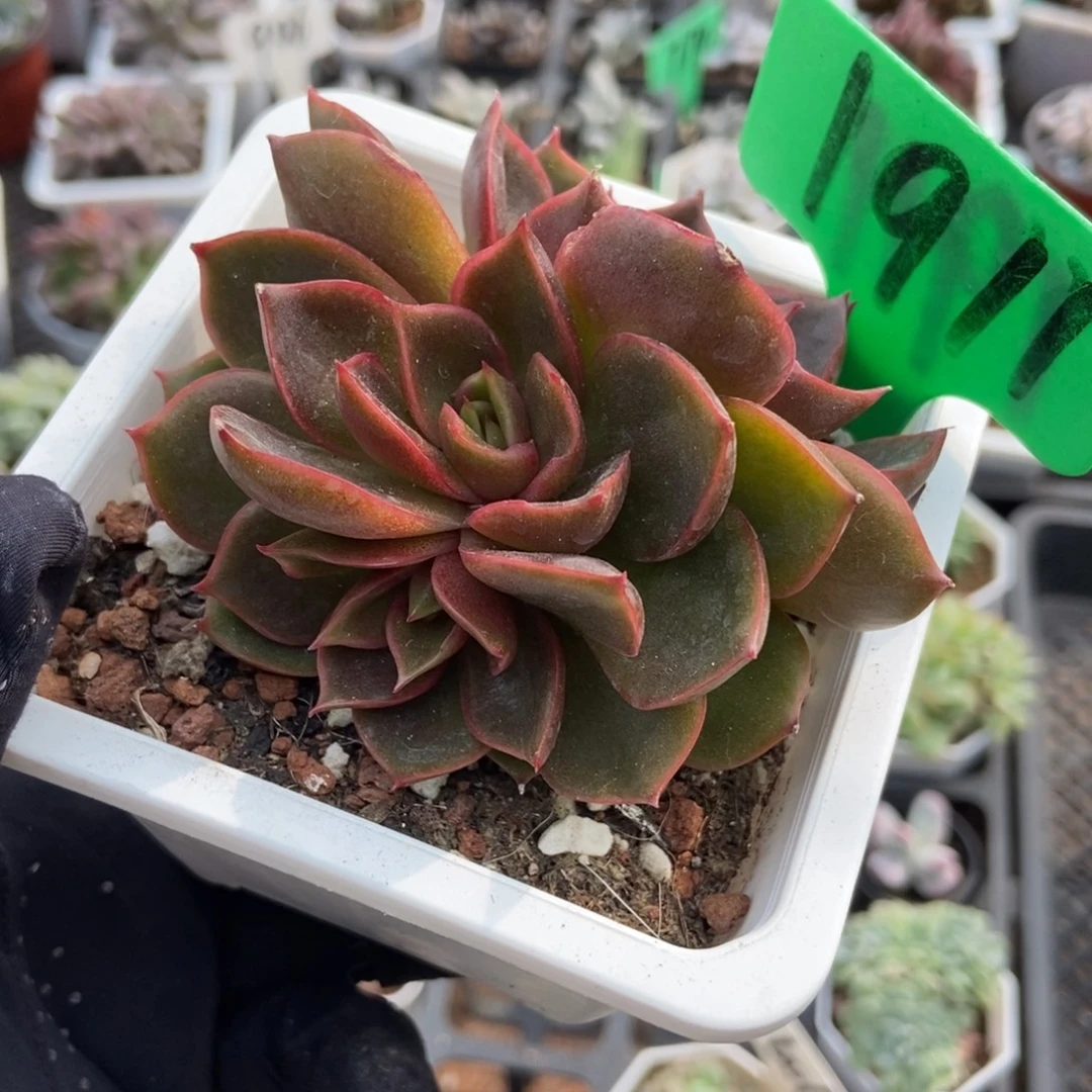 1911红灯多肉植物