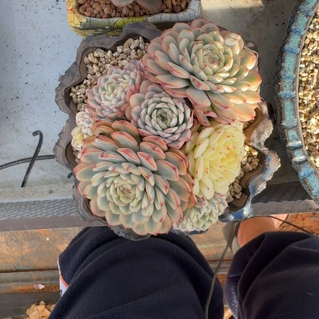 蓝姬莲 锦 群生  一物一拍