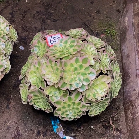 荔枝老桩多头法师650号