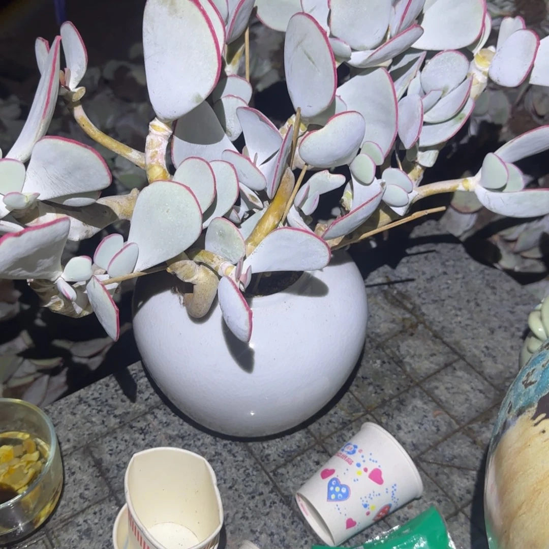 多肉8888一颗来66