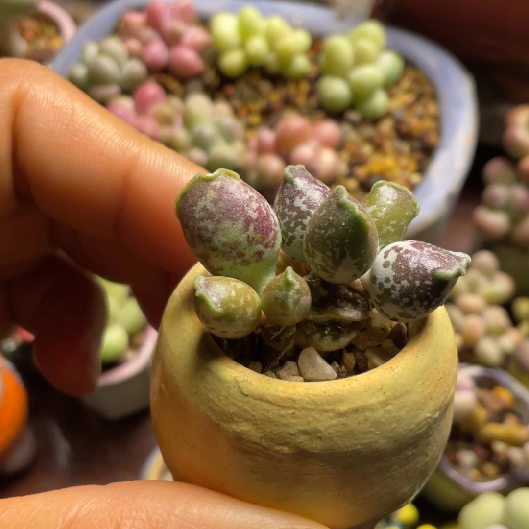 豹豹紫豹满50包邮非偏远