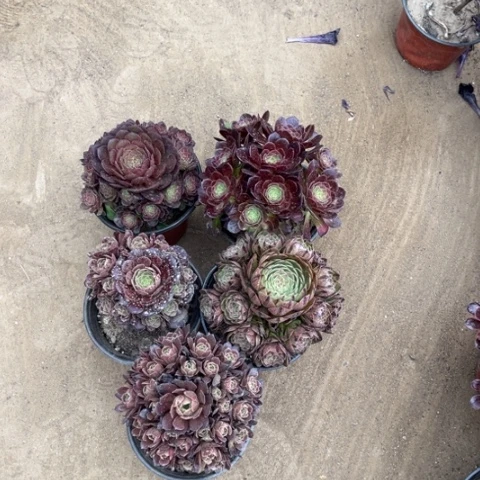 827多肉植物组合