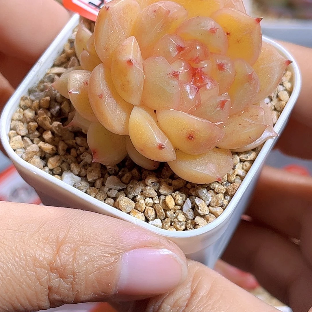 H942  小金猪 满18包邮