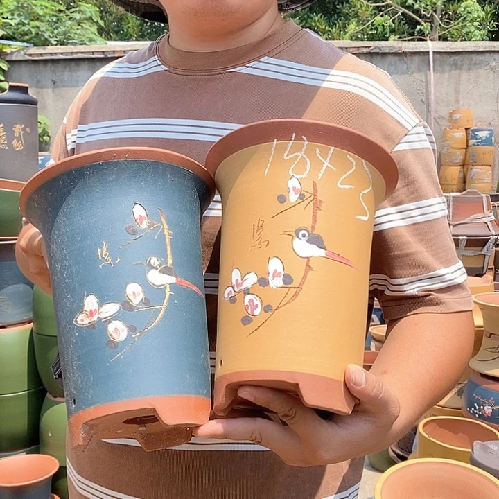 紫砂花盆盆栽植物