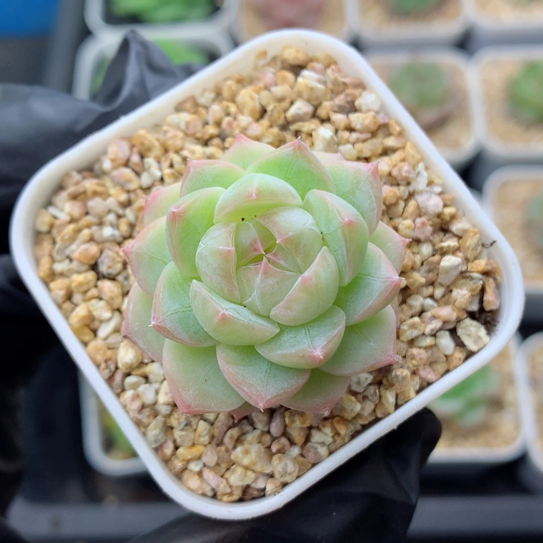 58包邮  群生不包整糖心114