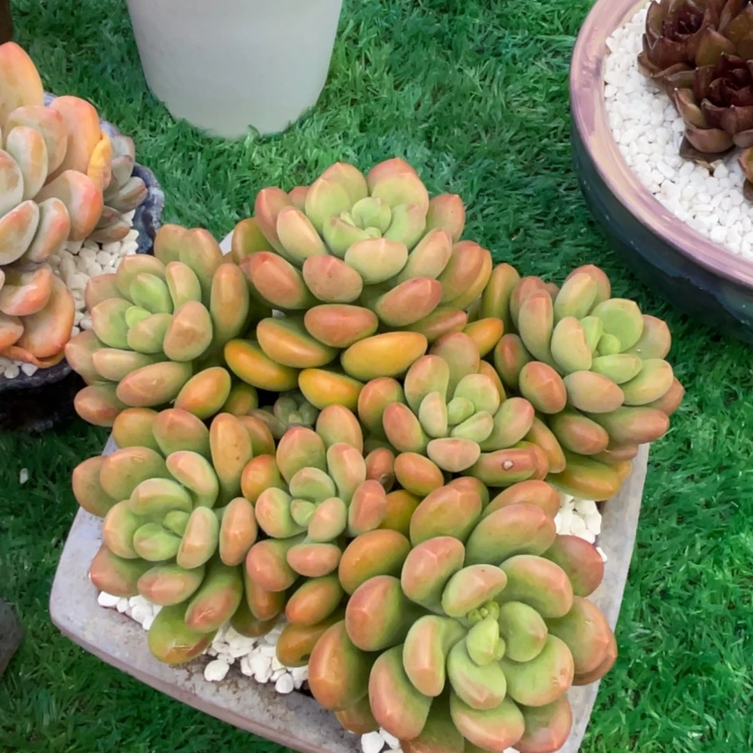 多肉植物盆栽多肉的，