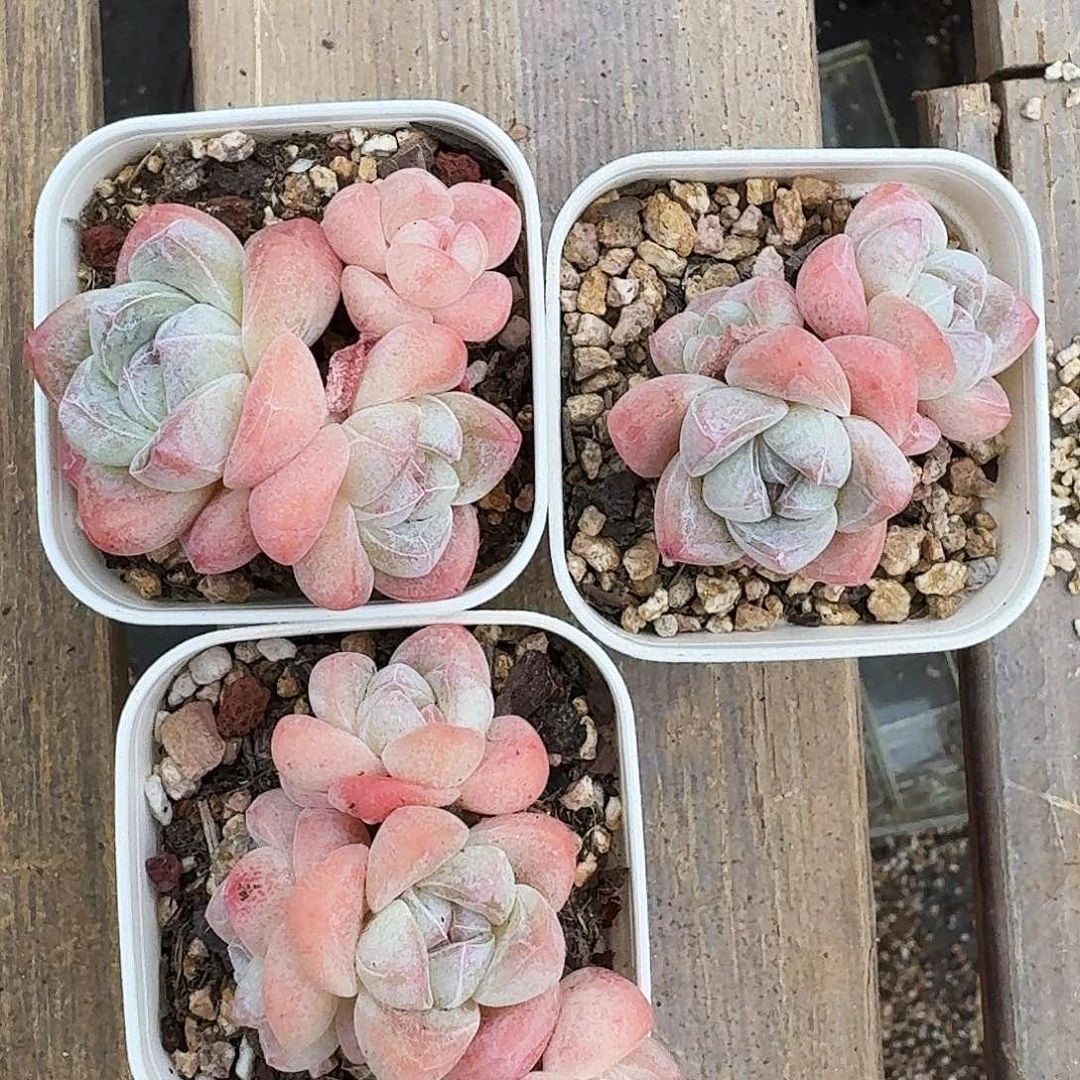 多肉老桩一起3颗专拍