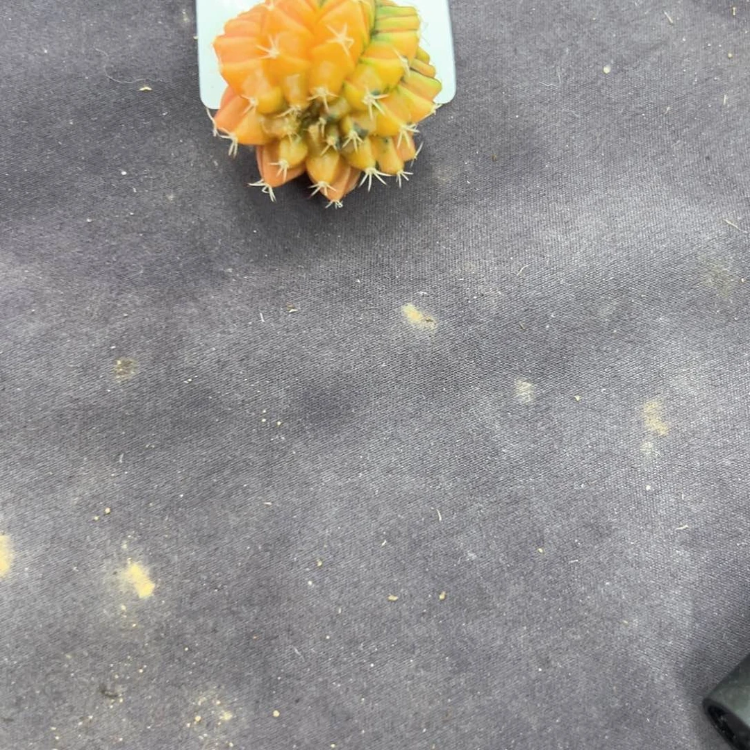 茶****034号米哈仙人球多肉植物
