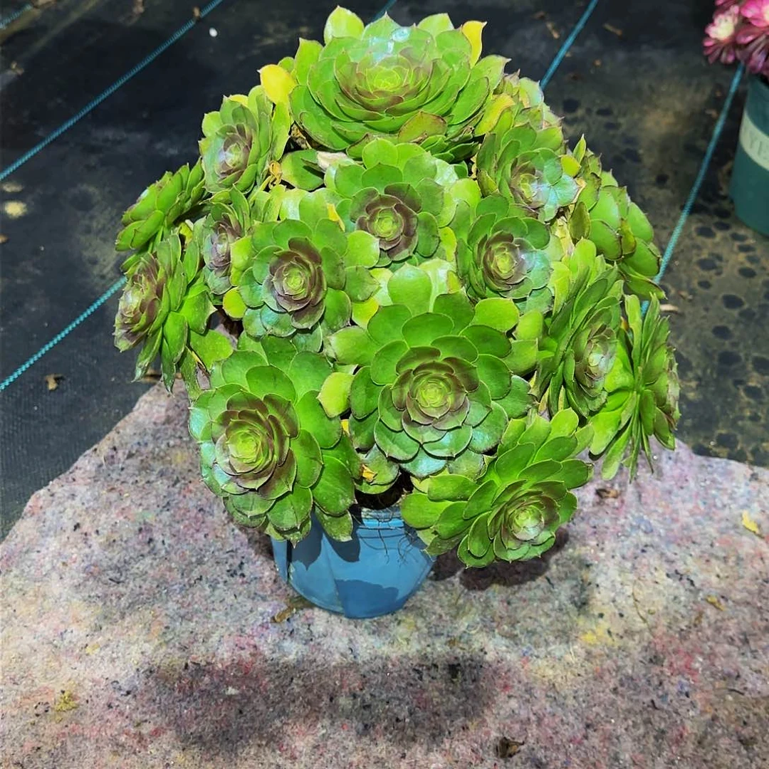 戴*明多肉植物红心万圣节老庄