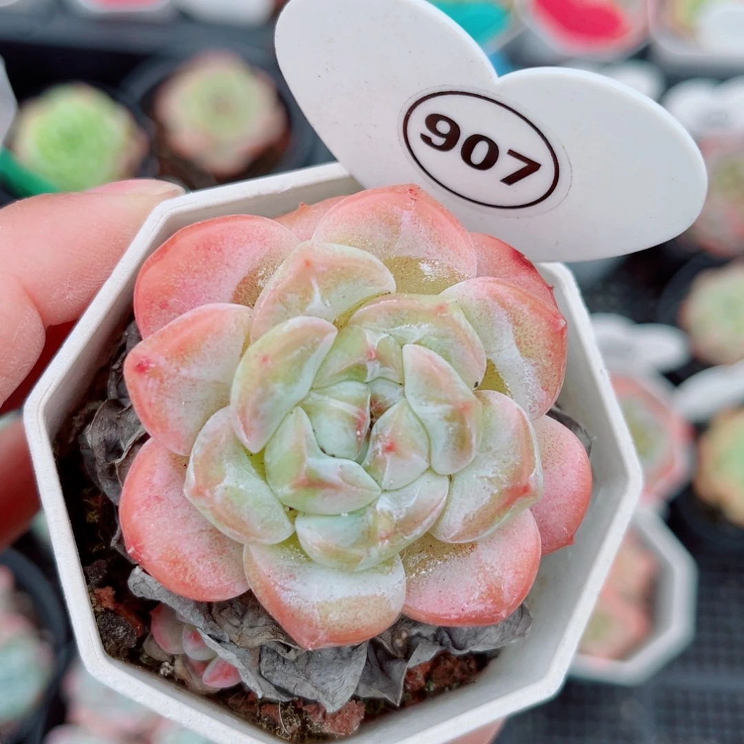 907号小老桩糖心单头