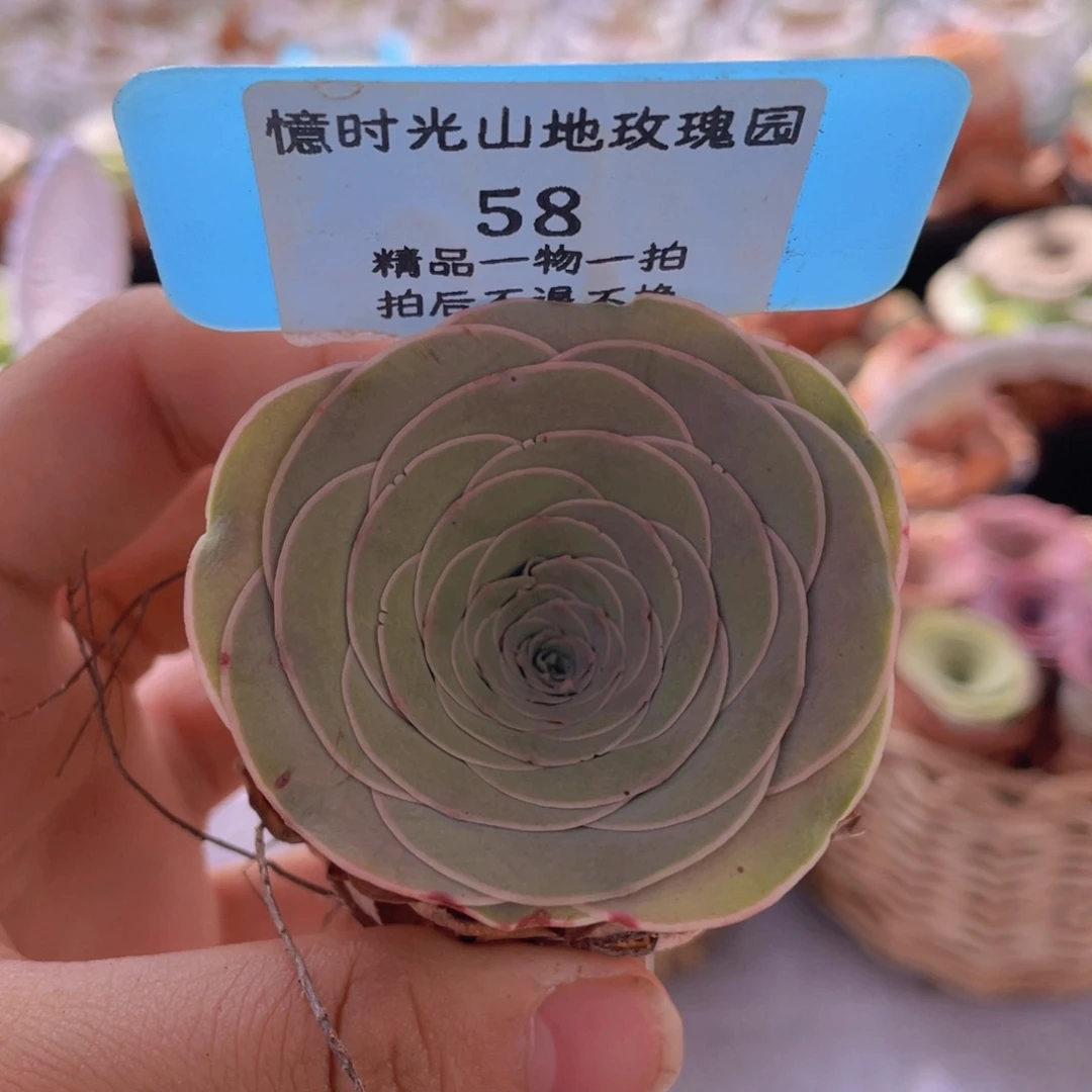 山地玫瑰58裸根发货不售后