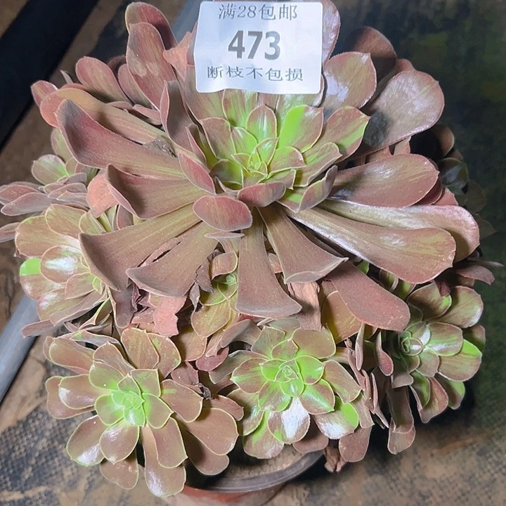 473欧若拉多肉植物