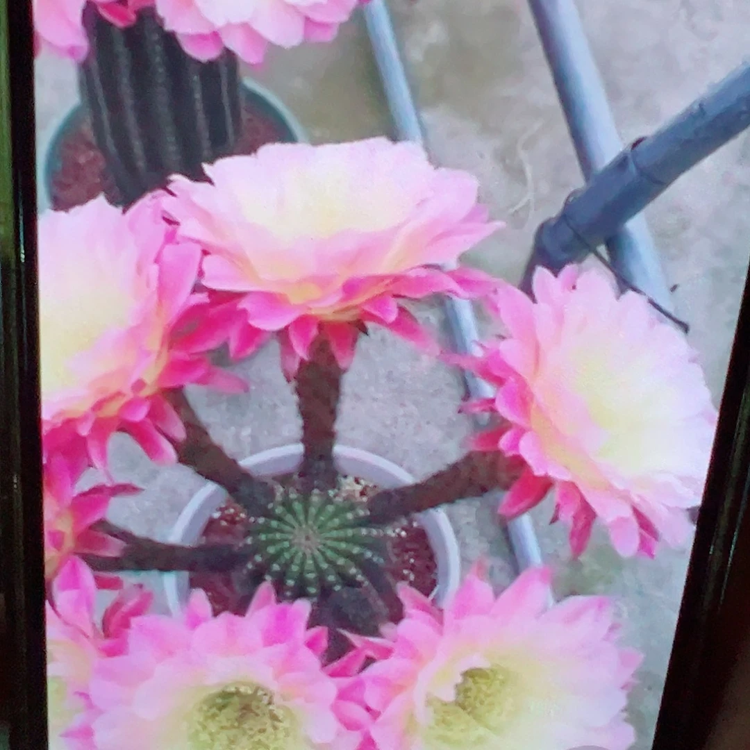 毛花柱 河岸  短刺 侧芽 满20米包邮