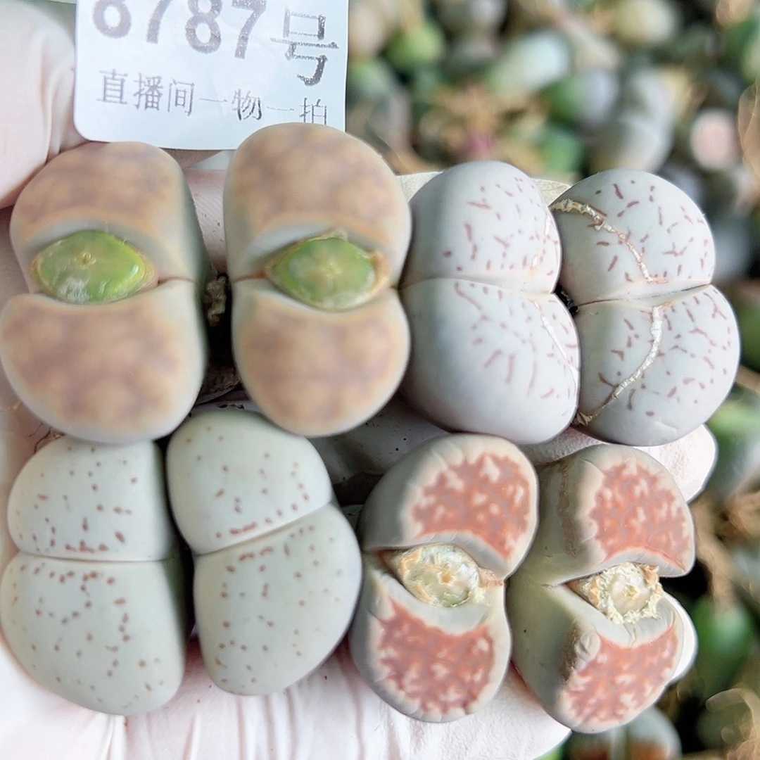 8787 好养易活生石花大母本4个