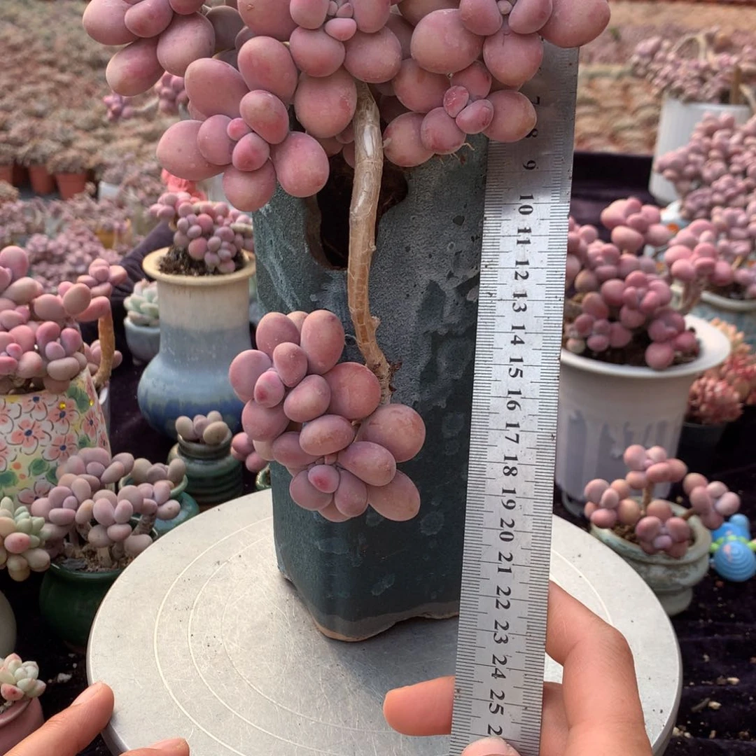 42号不带盆偏远的不包邮的