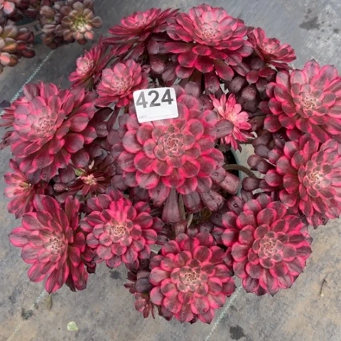 424血姬有断枝处理