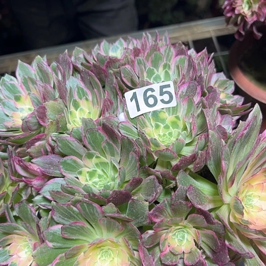 英***姐多肉植物一个万花同165