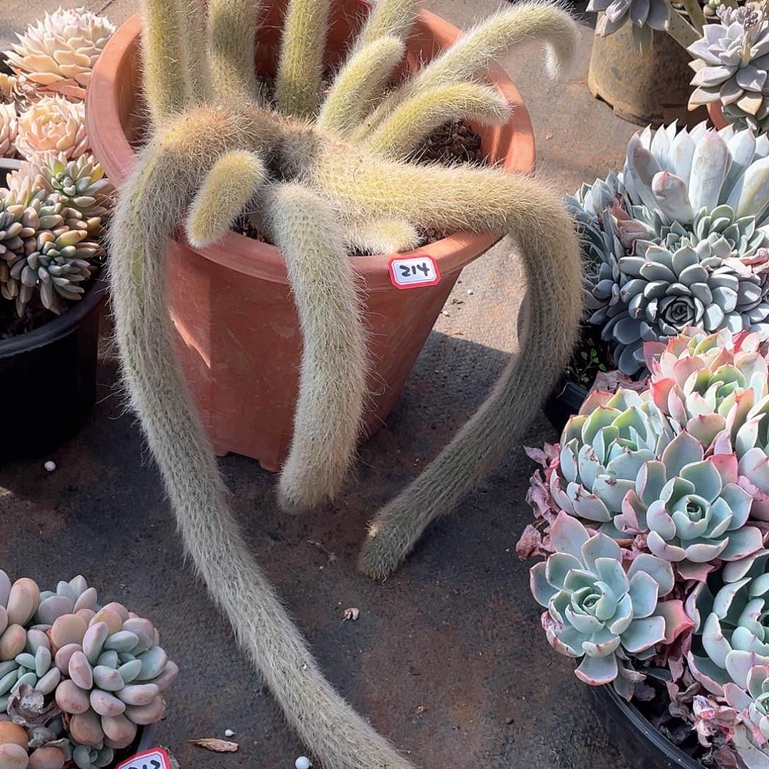 214九尾狐 一物一拍多肉