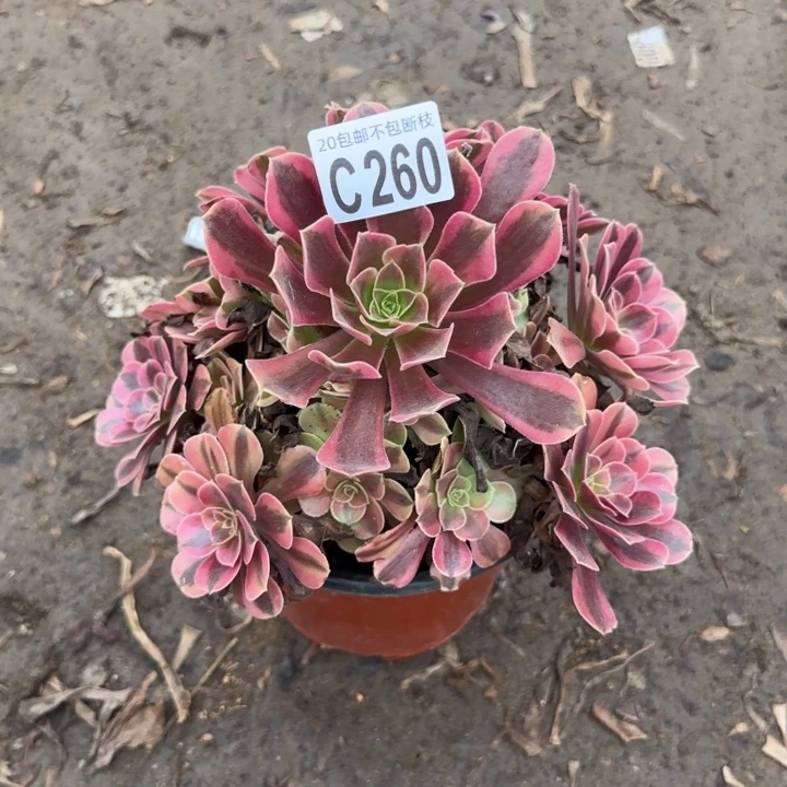 美杜……多肉植物……