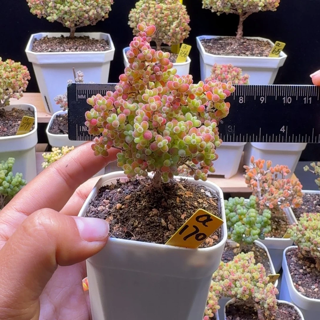 a170号蜜橘冠服6厘米左右