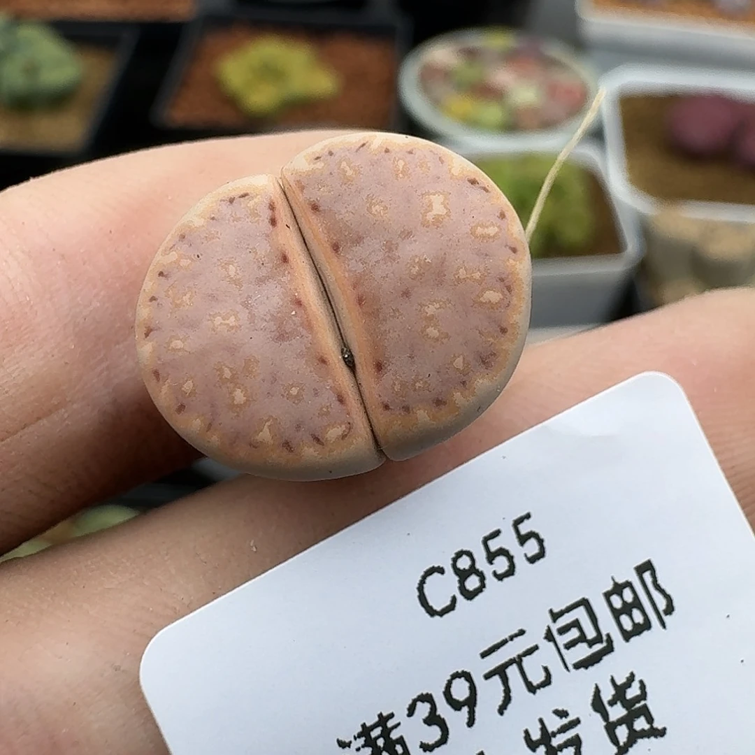 855多肉哈哈哈哈哈哈