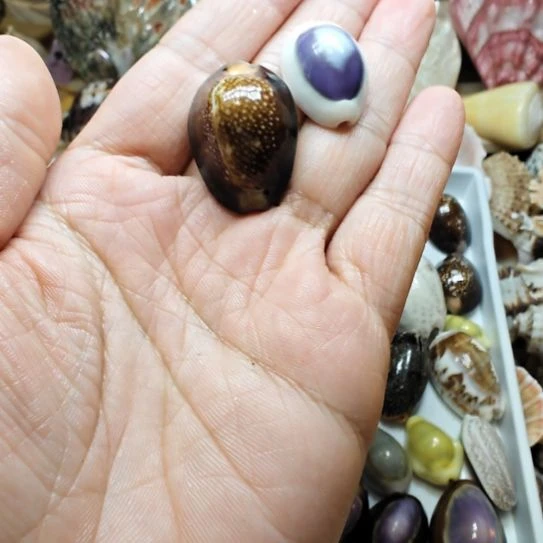 石材天然海螺宝螺