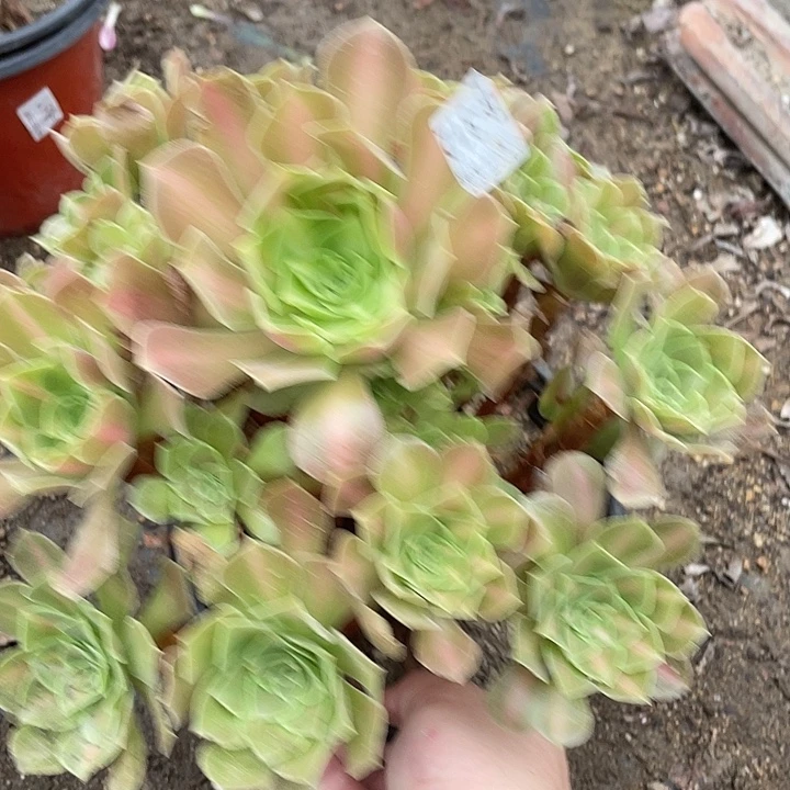 312女巫中班多肉植物法师