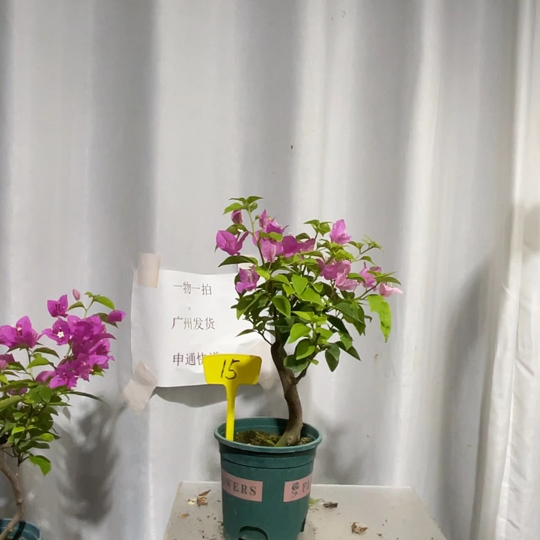 当前无花栽培后可以开花15章红樱扦插